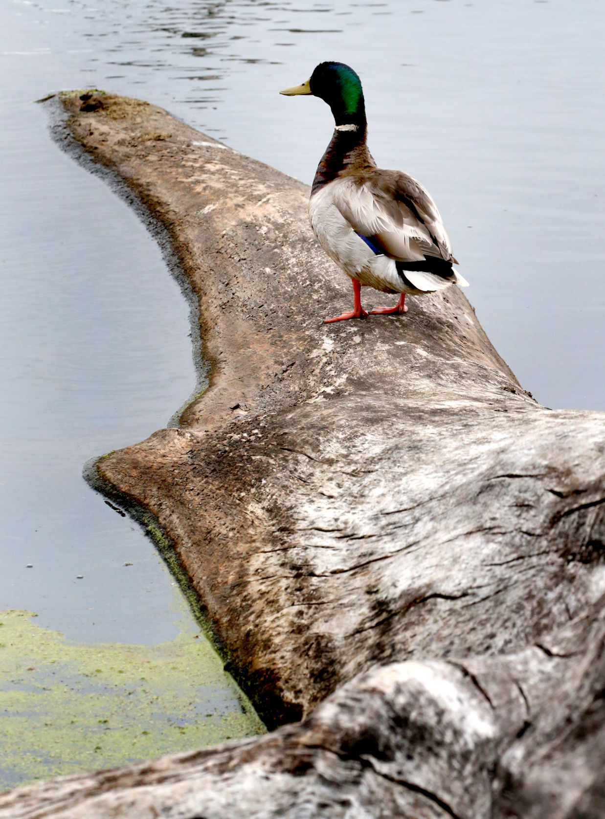 Wildlife in the La Crosse River marsh